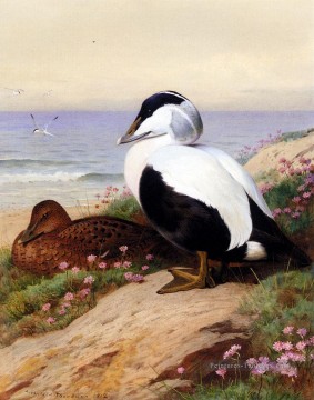 Canards communs Eider Archibald Thorburn oiseau Peinture à l'huile